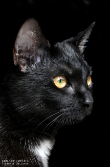 Photo animaliste - "Chat noir" - Les Exploité.e.s, Florence Dellerie