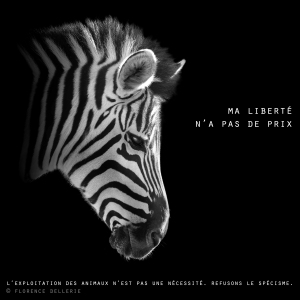 Visuel animaliste "En noir et blanc" - Zèbre, Florence Dellerie