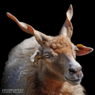 Photo animaliste - "Mouton Racka" - Les Exploité.e.s, Florence Dellerie