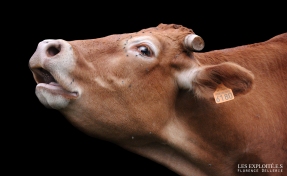 Photo animaliste - "Vache écornée" - Les Exploité.e.s, Florence Dellerie